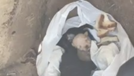 Puppies found in plastic bag in dumpster Puppies found in plastic bag in dumpster