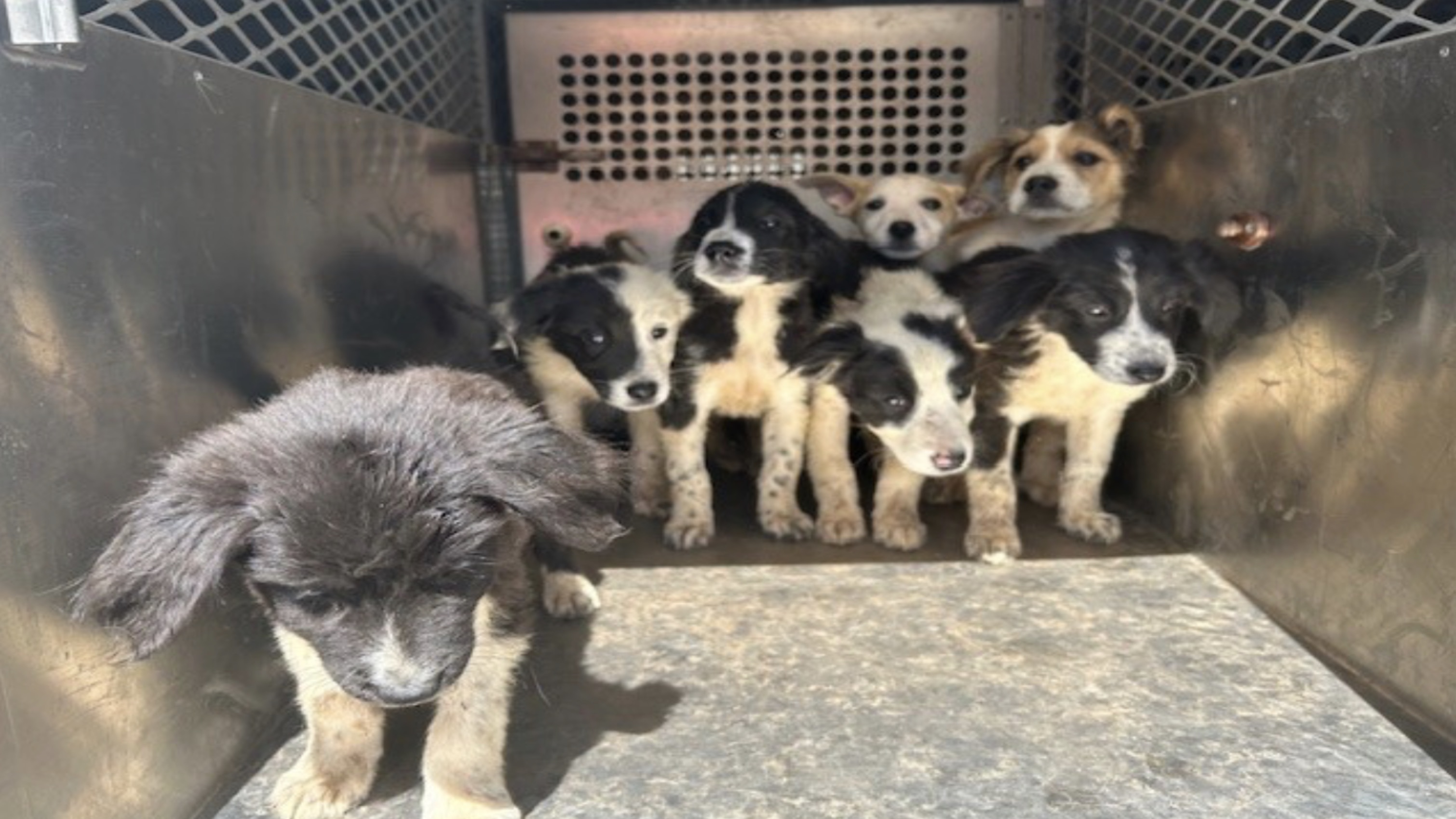 Lubbock Animal Services Seeks Medical Fosters for 18 Rescued Dogs Lubbock Animal Services Seeks Medical Fosters for 18 Rescued Dogs