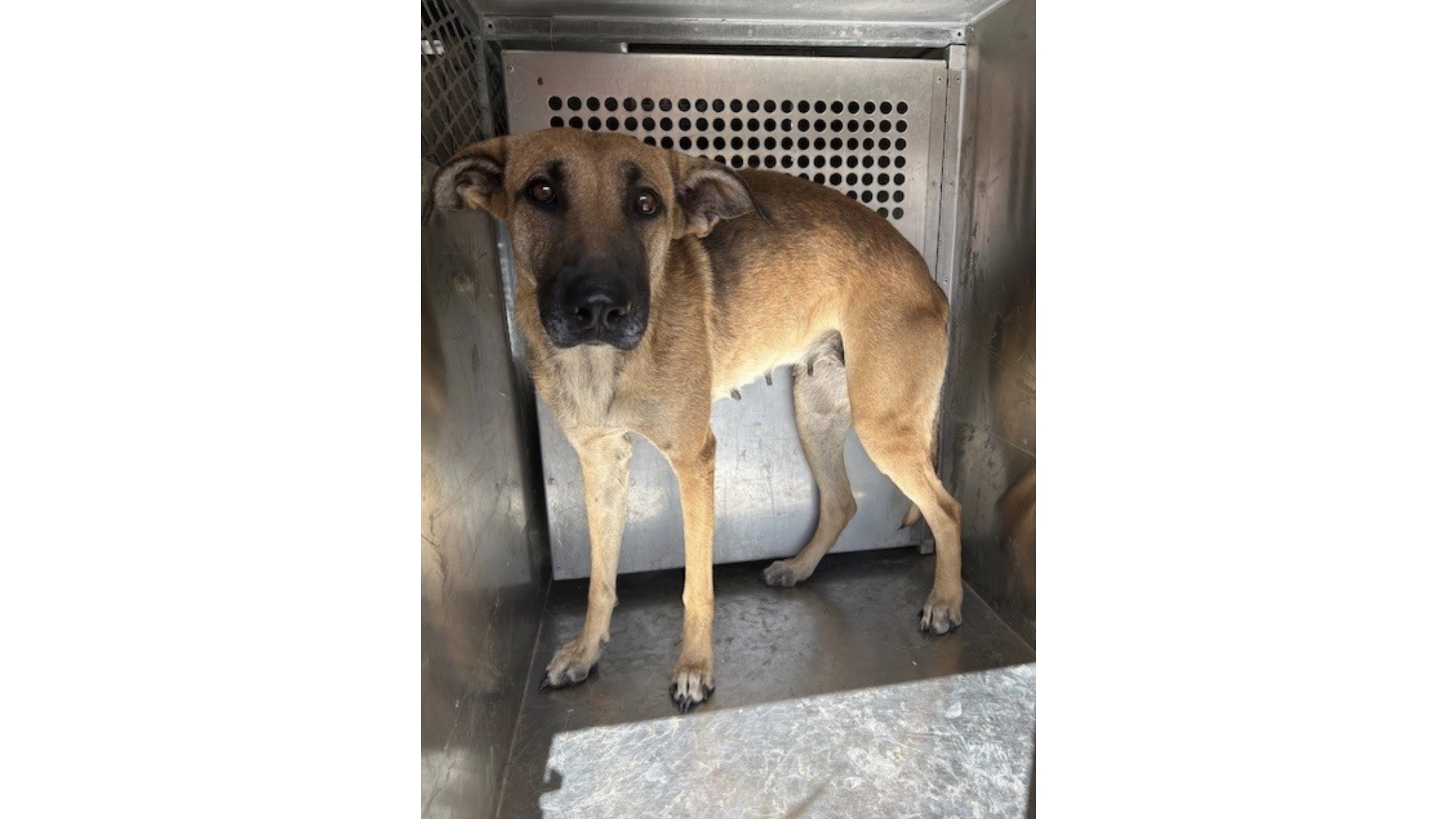 Lubbock Animal Services Seeks Medical Fosters for 18 Rescued Dogs Lubbock Animal Services Seeks Medical Fosters for 18 Rescued Dogs