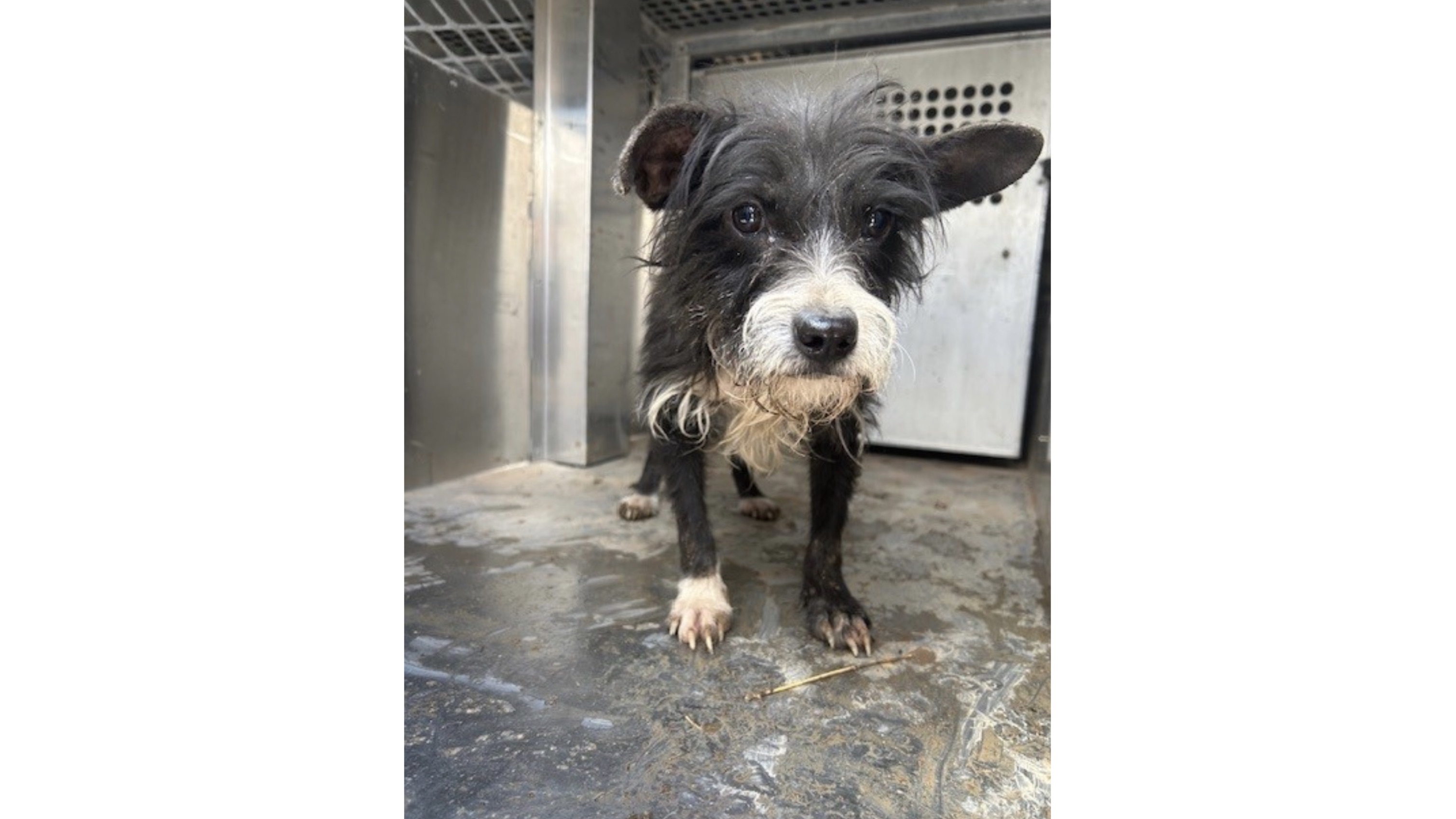 Lubbock Animal Services Seeks Medical Fosters for 18 Rescued Dogs Lubbock Animal Services Seeks Medical Fosters for 18 Rescued Dogs