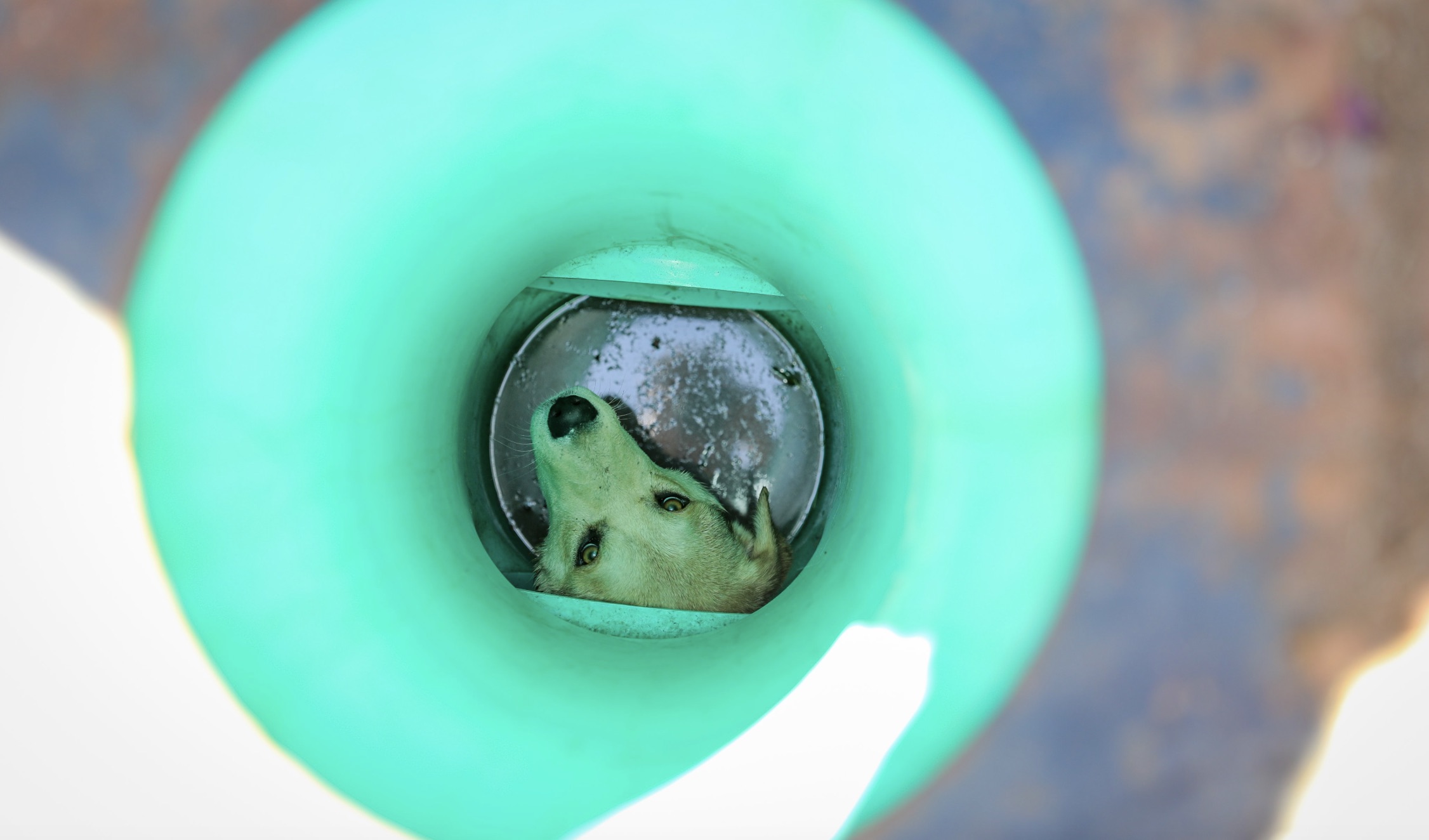 A dog trapped in a storm drain near the Amazon Fulfillment Facility was rescued Wednesday morning A dog trapped in a storm drain near the Amazon Fulfillment Facility was rescued Wednesday morning