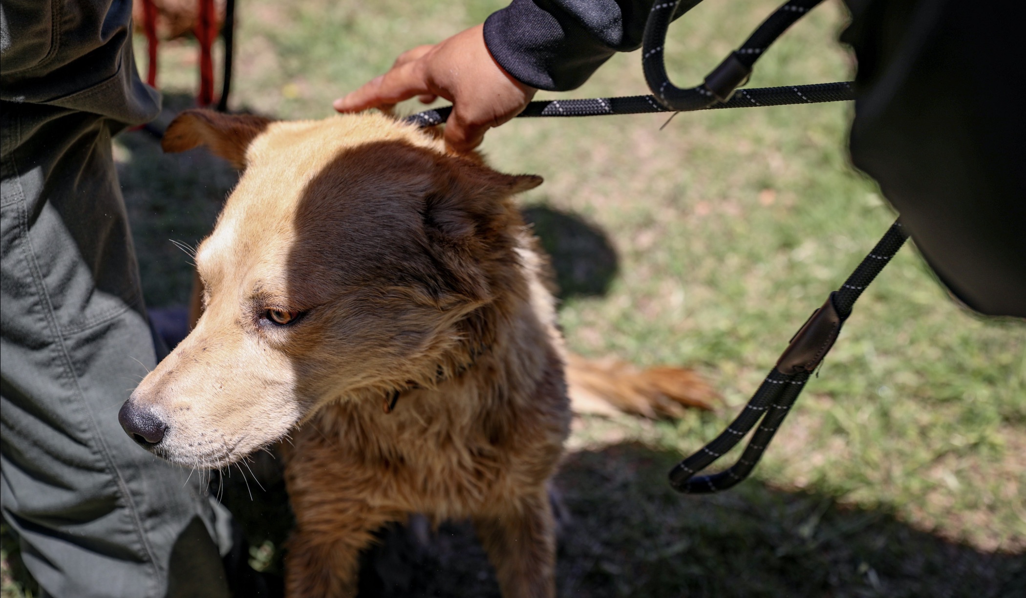 A dog trapped in a storm drain near the Amazon Fulfillment Facility was rescued Wednesday morning A dog trapped in a storm drain near the Amazon Fulfillment Facility was rescued Wednesday morning