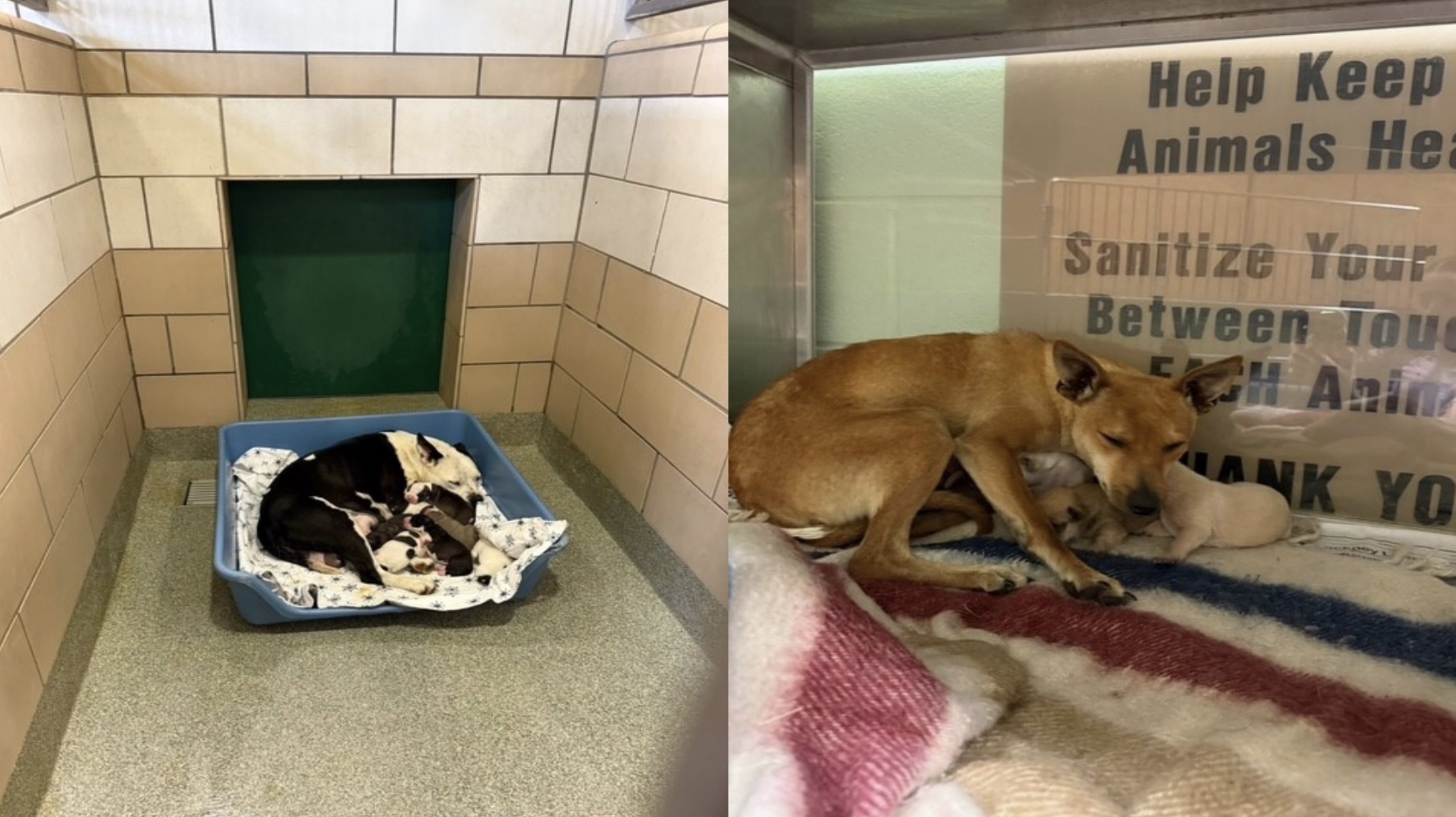LAS Seeks Medical Foster Care for Nine Puppy Litters LAS Seeks Medical Foster Care for Nine Puppy Litters