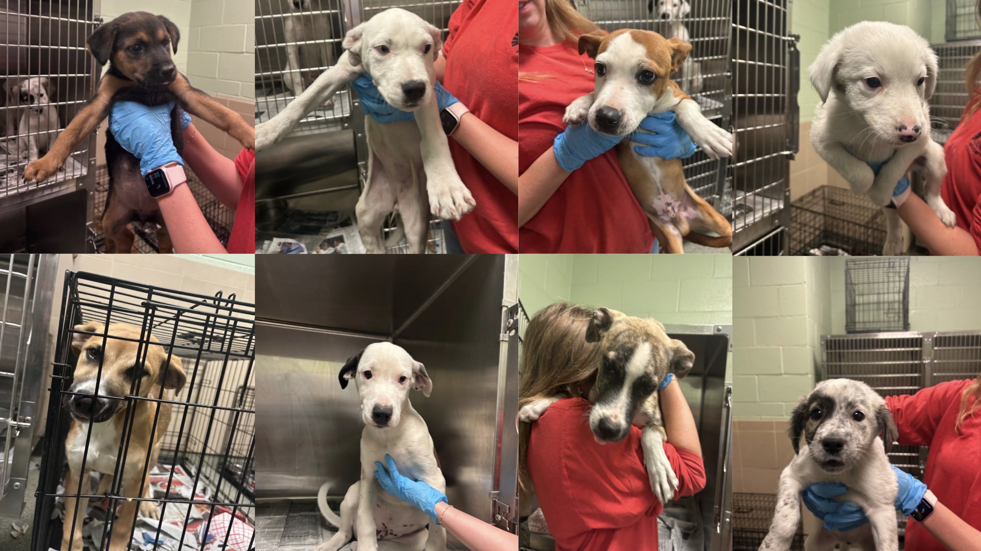 Lubbock Animal Shelter Puppies Lubbock Animal Shelter Puppies
