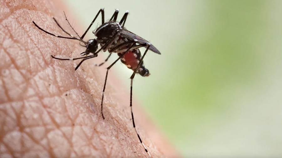 The virus is transmitted to humans through the bite of infected mosquitoes. The virus is transmitted to humans through the bite of infected mosquitoes.