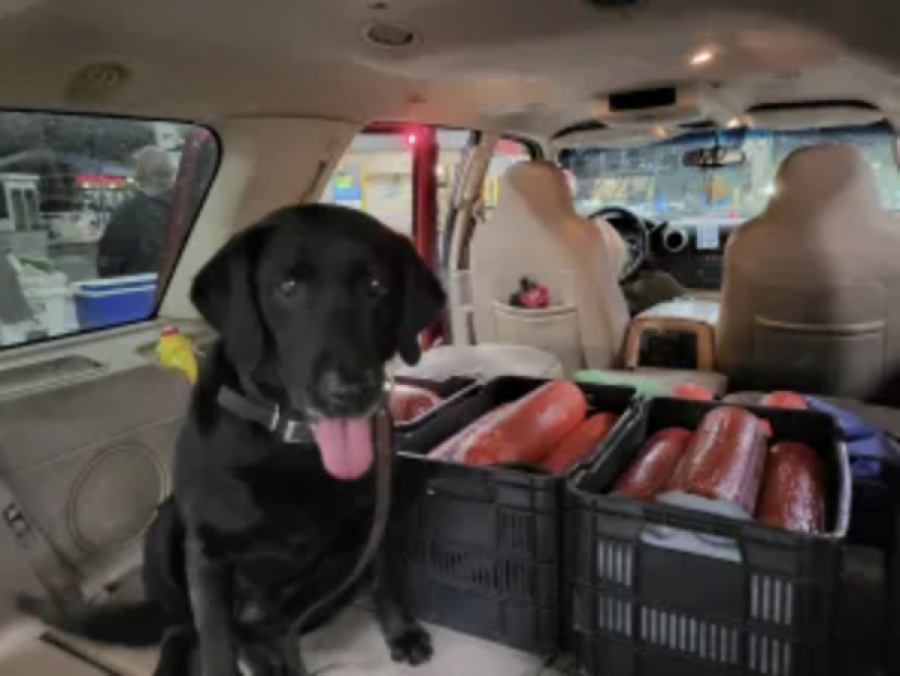 CBP agriculture canine &quot;Harlee&quot; with the rolls of bologna