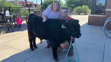 Stetson the 6-month-year-old Mini Calf with Stephanie and Rob Marshall at the Chick Fil A in Lubbock at 4th and Frankford.