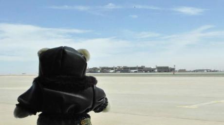 Stuffie Night at the Museum