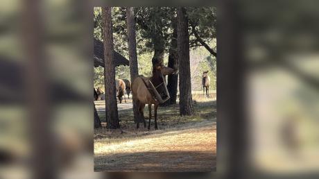 Elk Rescued After Getting Stuck in Chair in Ruidoso