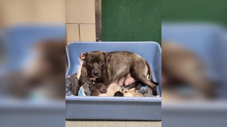 LAS Seeks Fosters for Nursing Puppies