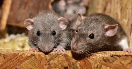 Drug-Addicted Rats Destroy Seized Narcotics in Texas Police Evidence Lockers