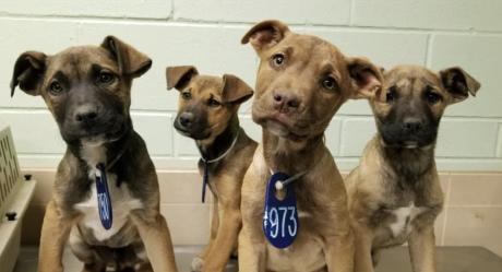 Lubbock Animal Shelter Dogs