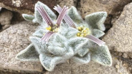 A new plant species called the "Ovicula biradiata" or nickname "Wooly Devil" has been discovered at Big Bend National Park