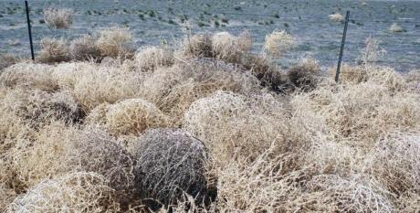 Tumbleweeds