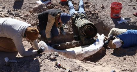 Hunter Finds Mammoth Tusk on West Texas Ranch