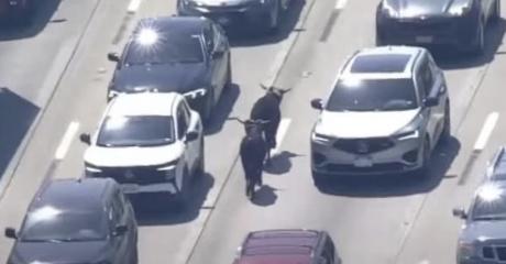 Loose Steers Rounded Up After Escaping on Texas Highway