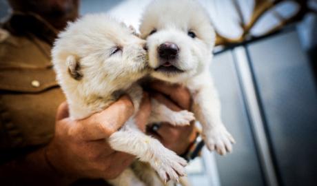 Romulus and Remus, dire wolf pups