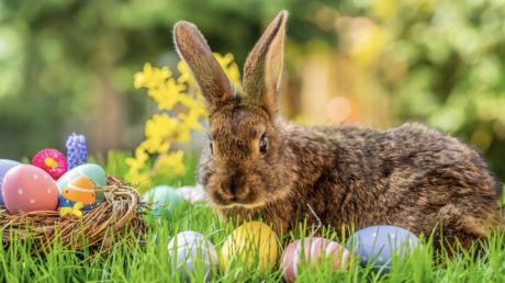 Easter Bunny