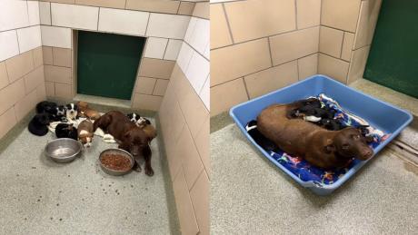 LAS Seeks Medical Foster Care for Nine Puppy Litters