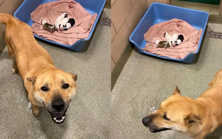 A mother dog and her four puppies