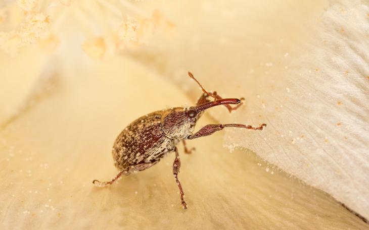 The Boll Weevil