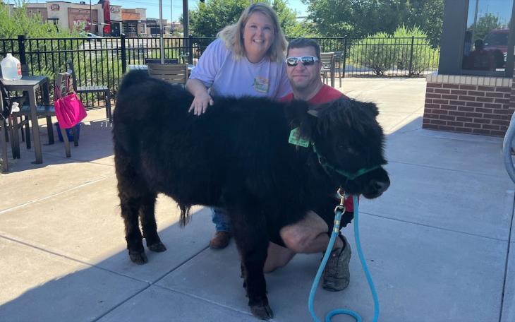Stetson the 6-month-year-old Mini Calf with Stephanie and Rob Marshall at the Chick Fil A in Lubbock at 4th and Frankford.