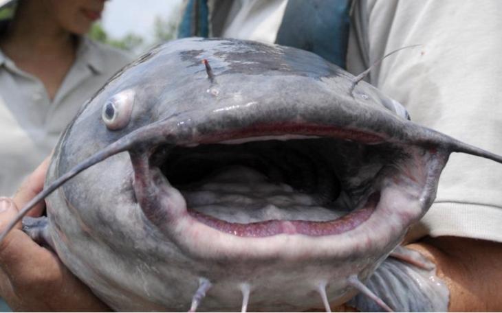 The 15th Annual “Vamos a Pescar, Let’s Go Fishing” Event will be held on Saturday