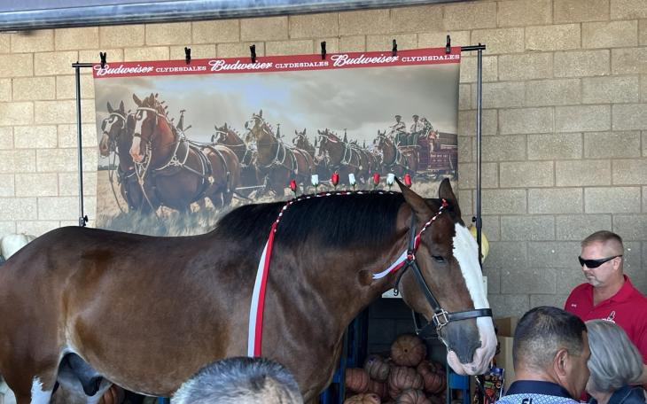 Budweiser Clydesdales in Lubbock