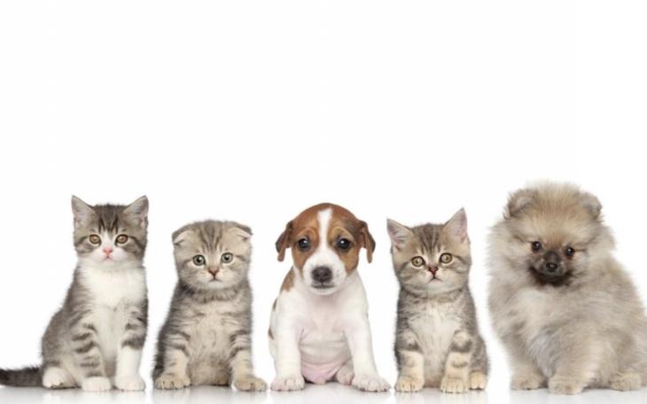 Lubbock Animal Services