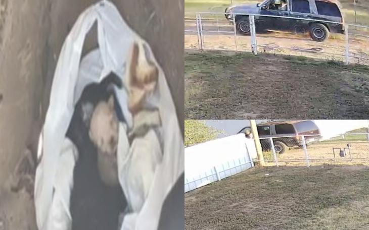 Newborn Puppies Found Abandoned in Dumpster Wrapped in Plastic Bag