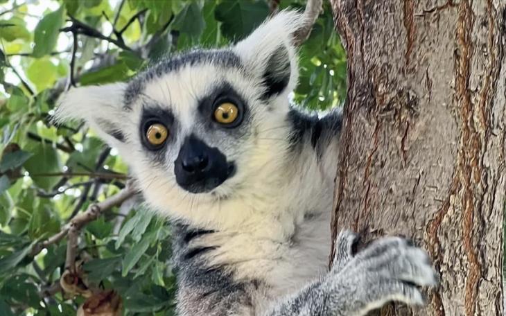 Ringtail Ranch Hosts 2nd Annual Lubbock Lemur Day