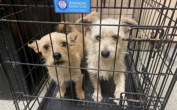 Lubbock Animal Services Seeks Foster Homes for 20 Puppies