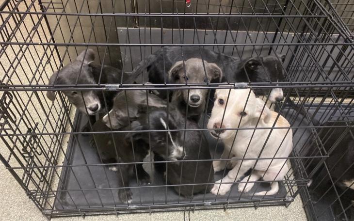 Lubbock Animal Service needing fosters for surrendered puppies