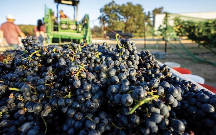 Texas Grape Camp Showcases State's Wine Industry in Lubbock