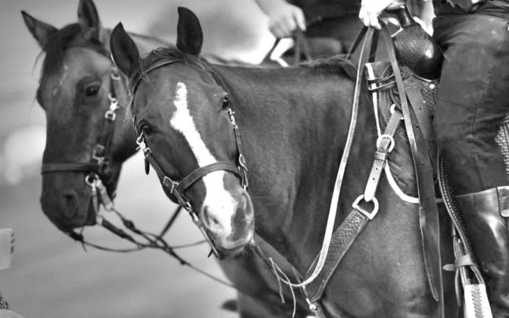 Lubbock County Sheriff’s Office Investigates Horse Shooting Incident