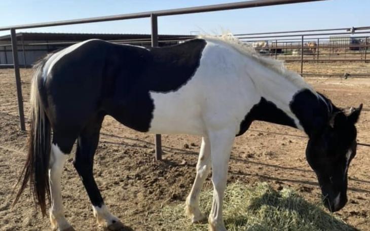 Horse Stolen from Lubbock Stable, Owner Seeks Help