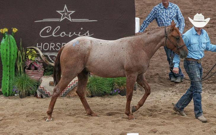 Clovis Horse Sale in Levelland