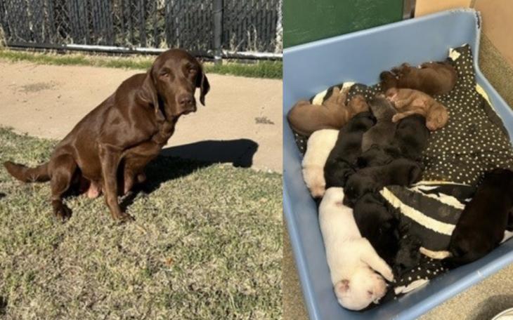 Lubbock Animal Services Seeks Foster Home for 12 Puppies and Their Mother