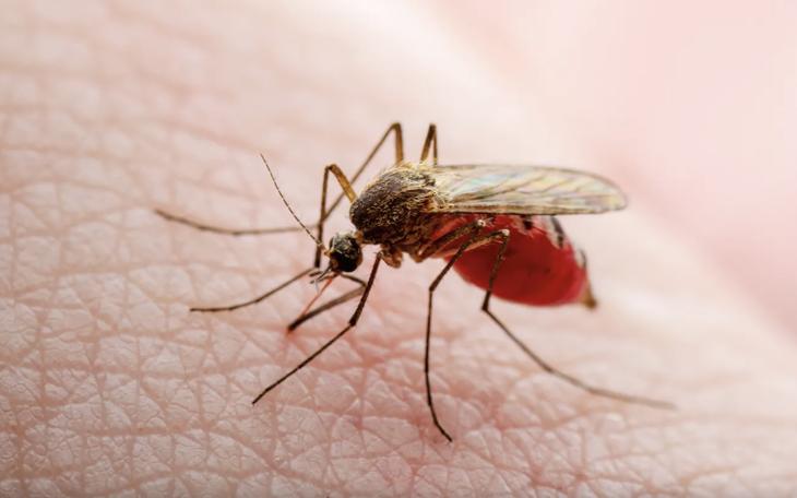 A locally transmitted case of dengue fever has been recorded in Cameron County, Texas.