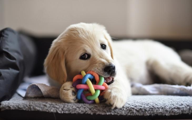 Dog Chewing Toy