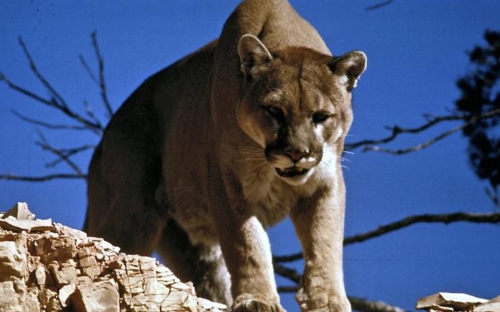 Mountain Lion Hit and Killed by Police in Longview