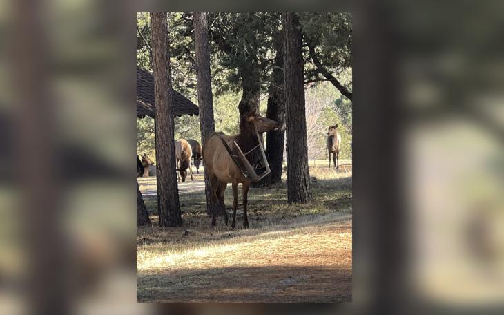 Elk Rescued After Getting Stuck in Chair in Ruidoso