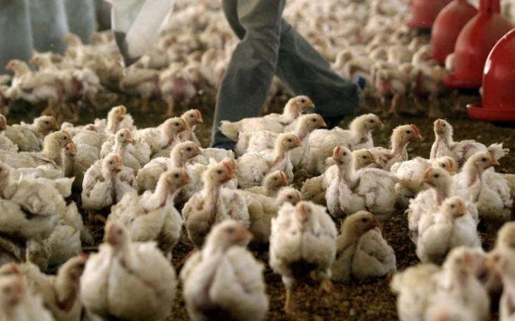 First U.S. Death from H5N1 Bird Flu Confirmed in Louisiana