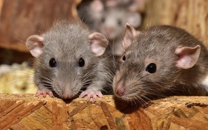 Drug-Addicted Rats Destroy Seized Narcotics in Texas Police Evidence Lockers