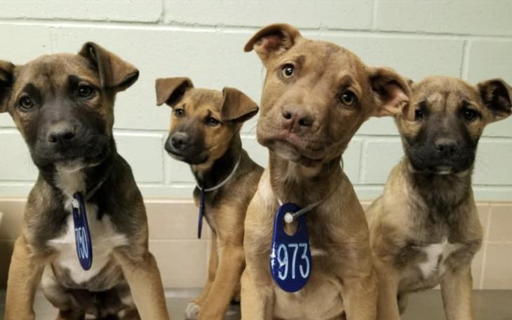 Lubbock Animal Shelter Dogs