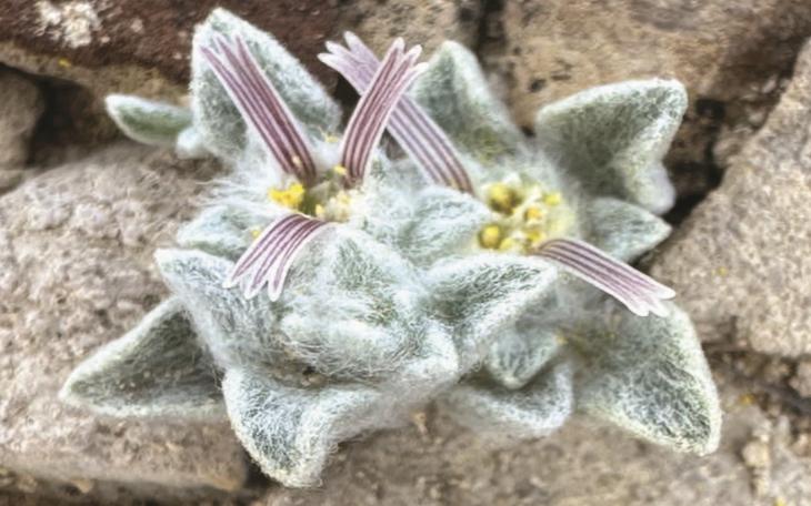 A new plant species called the &quot;Ovicula biradiata&quot; or nickname &quot;Wooly Devil&quot; has been discovered at Big Bend National Park