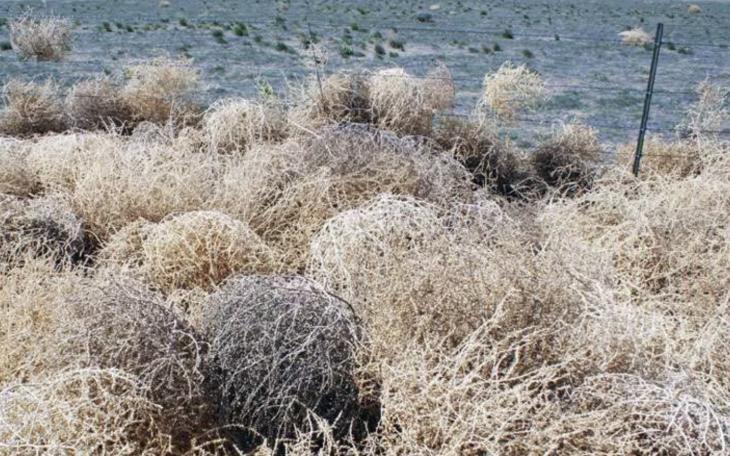 Tumbleweeds