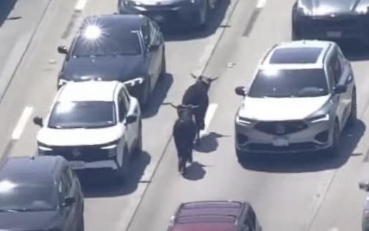 Loose Steers Rounded Up After Escaping on Texas Highway