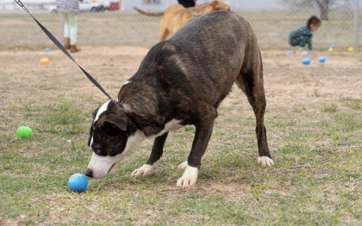 Lubbock Animal Services to Host 2nd Annual Doggie Easter Egg Hunt