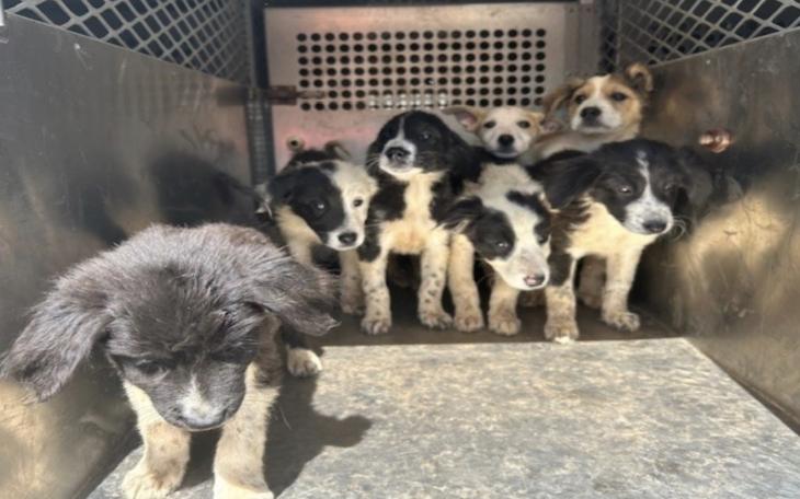 Lubbock Animal Services Seeks Medical Fosters for 18 Rescued Dogs